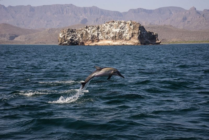 dolphins in loreto mexico