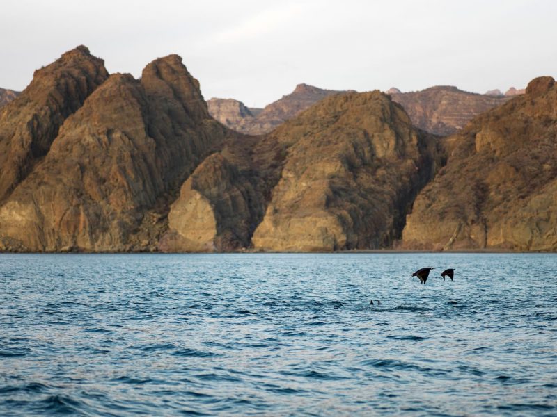 manta rays in the sea of cortez - loreto mexico