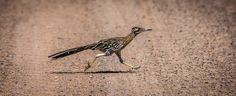 roadrunners in danzante bay loreto