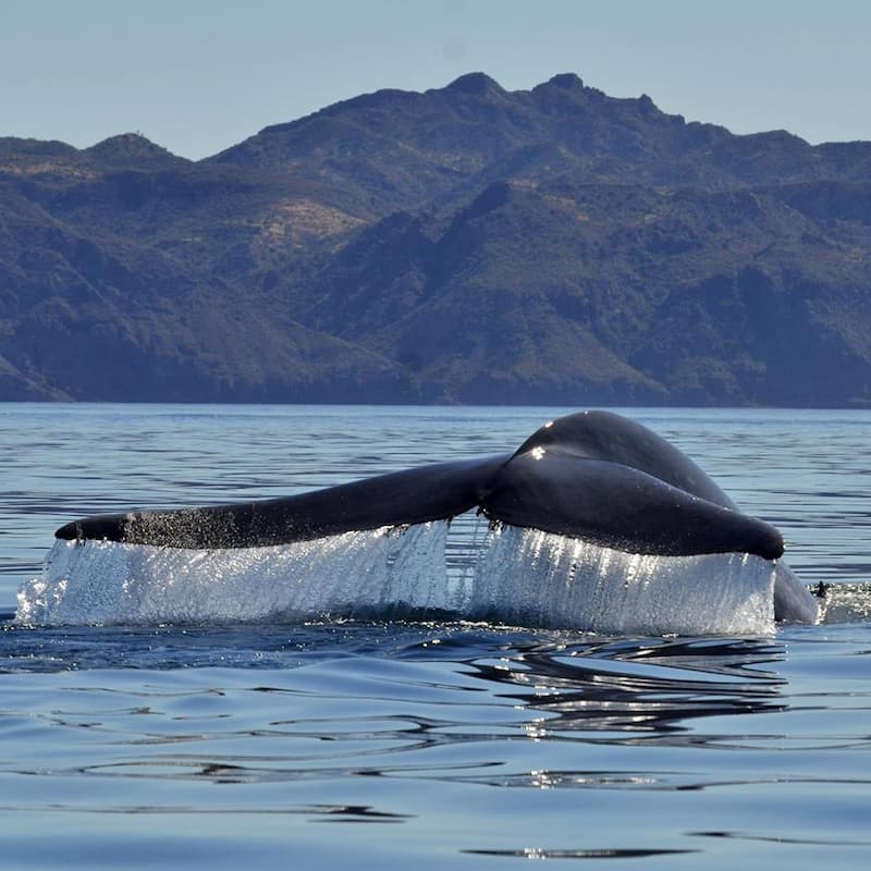 whales in loreto baja mexico