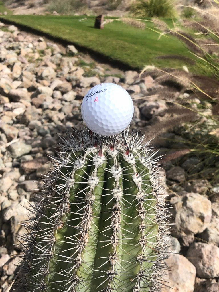 Cactus on the course TPC Danzante Bay