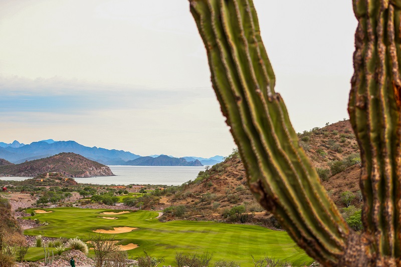 Cactus on the TPC Danzante Bay course