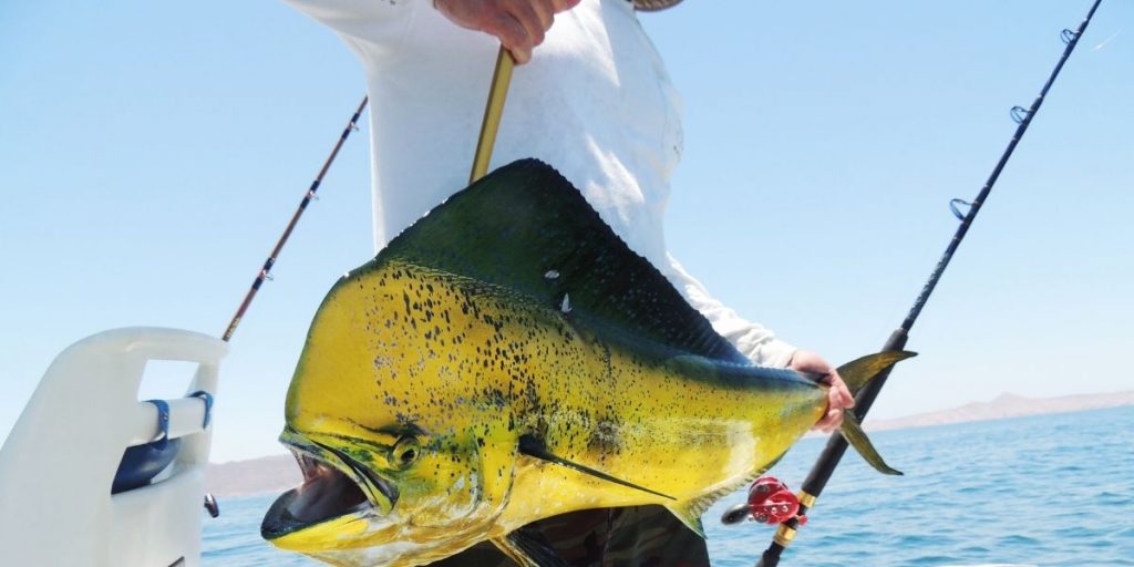 The Ultimate Pairing: Golf and Fishing in The Sea of Cortez